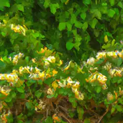 Une image de Le Chèvrefeuille des haies : un arbuste charmant pour un jardin fleuri - image générée par IA (DALL-E)