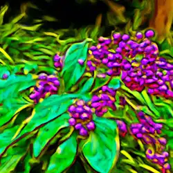 Une image de Callicarpa bodinieri : l'arbuste aux baies violettes étonnantes - image générée par IA (DALL-E)