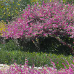 Une image de Cercis siliquastrum : un arbre méditerranéen aux fleurs rouges éblouissantes - image générée par IA (DALL-E)