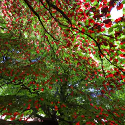 Une image de Le charme discret du Fagus sylvatica : un arbre rare aux fleurs rouges - image générée par IA (DALL-E)