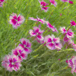 Une image de Un jardin de paix avec les magnifiques Oeillets en fleurs - image générée par IA (DALL-E)