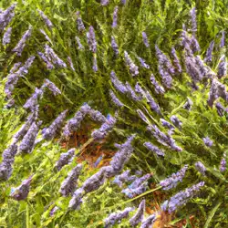 Une image de Lavande fine : Tout ce que vous devez savoir pour cultiver et maintenir cette plante magnifique - image générée par IA (DALL-E)